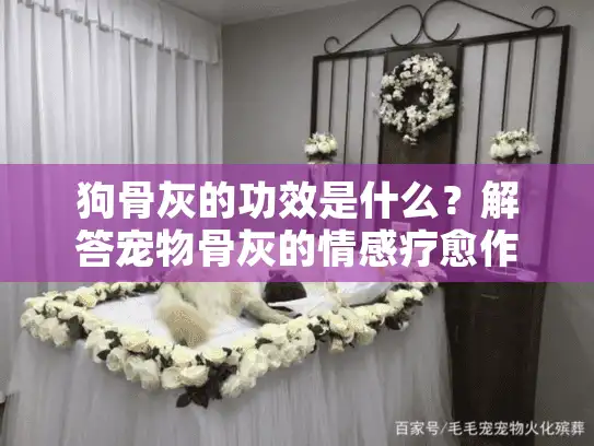 狗骨灰的功效是什么？解答宠物骨灰的情感疗愈作用和保存秘诀