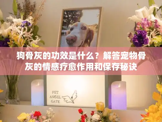 狗骨灰的功效是什么？解答宠物骨灰的情感疗愈作用和保存秘诀