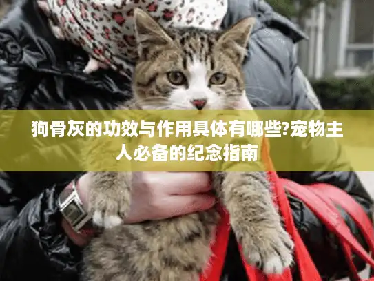 狗骨灰的功效与作用具体有哪些?宠物主人必备的纪念指南