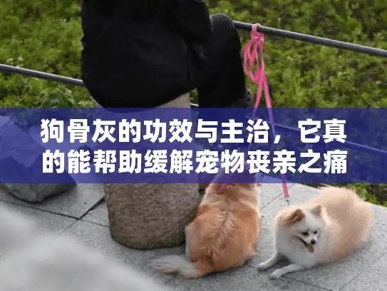 狗骨灰的功效与主治，它真的能帮助缓解宠物丧亲之痛吗？