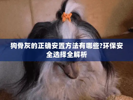 狗骨灰的正确安置方法有哪些?环保安全选择全解析