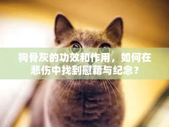 狗骨灰的功效和作用，如何在悲伤中找到慰藉与纪念？