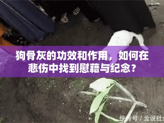 狗骨灰的功效和作用，如何在悲伤中找到慰藉与纪念？