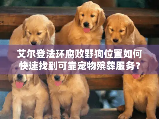 艾尔登法环腐败野狗位置如何快速找到可靠宠物殡葬服务？