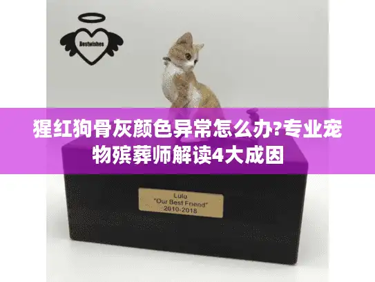 猩红狗骨灰颜色异常怎么办?专业宠物殡葬师解读4大成因