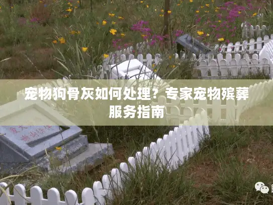 宠物狗骨灰如何处理？专家宠物殡葬服务指南