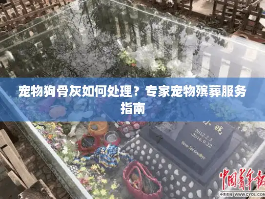 宠物狗骨灰如何处理？专家宠物殡葬服务指南