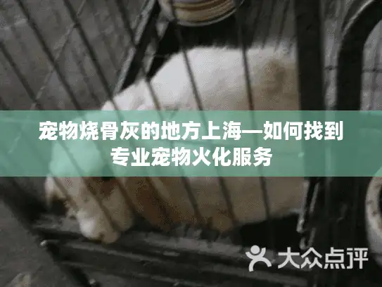 宠物烧骨灰的地方上海—如何找到专业宠物火化服务