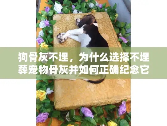 狗骨灰不埋，为什么选择不埋葬宠物骨灰并如何正确纪念它？