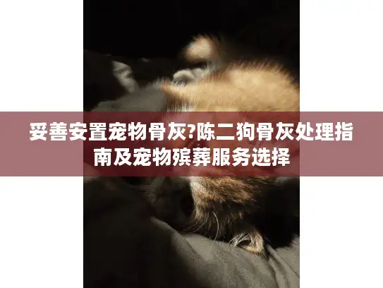 妥善安置宠物骨灰?陈二狗骨灰处理指南及宠物殡葬服务选择