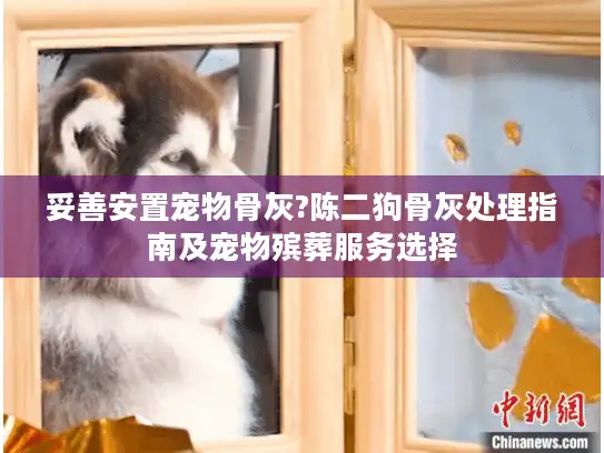 妥善安置宠物骨灰?陈二狗骨灰处理指南及宠物殡葬服务选择