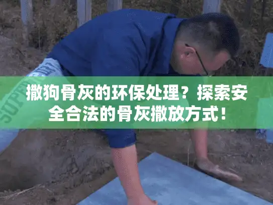 撒狗骨灰的环保处理？探索安全合法的骨灰撒放方式！