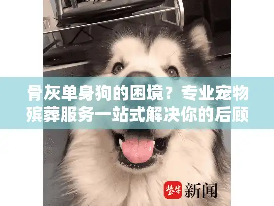 骨灰单身狗的困境？专业宠物殡葬服务一站式解决你的后顾之忧