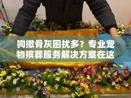 狗撒骨灰困扰多？专业宠物殡葬服务解决方案在这里