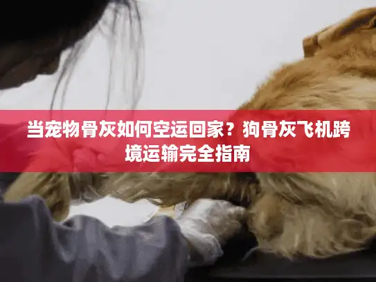 当宠物骨灰如何空运回家？狗骨灰飞机跨境运输完全指南
