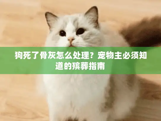 狗死了骨灰怎么处理？宠物主必须知道的殡葬指南
