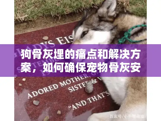 狗骨灰埋的痛点和解决方案，如何确保宠物骨灰安全安葬？