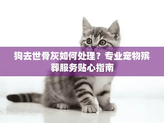狗去世骨灰如何处理？专业宠物殡葬服务贴心指南