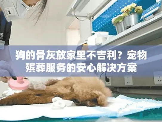 狗的骨灰放家里不吉利？宠物殡葬服务的安心解决方案