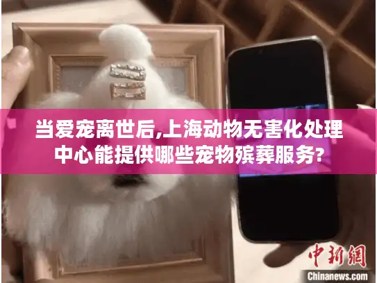 当爱宠离世后,上海动物无害化处理中心能提供哪些宠物殡葬服务?