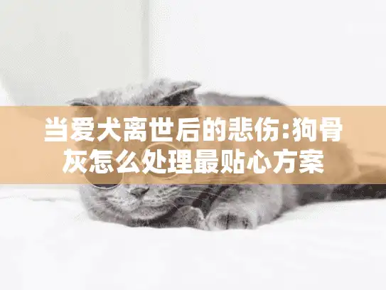 当爱犬离世后的悲伤:狗骨灰怎么处理最贴心方案