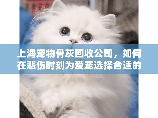 上海宠物骨灰回收公司，如何在悲伤时刻为爱宠选择合适的专业服务？