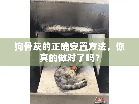 狗骨灰的正确安置方法，你真的做对了吗？