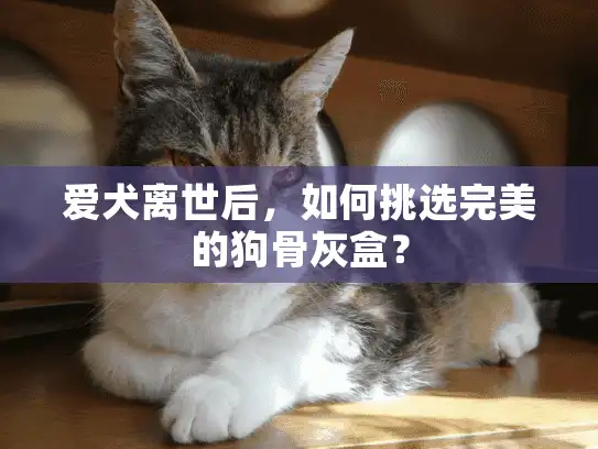 爱犬离世后，如何挑选完美的狗骨灰盒？