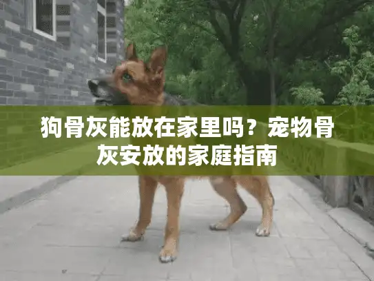 狗骨灰能放在家里吗？宠物骨灰安放的家庭指南