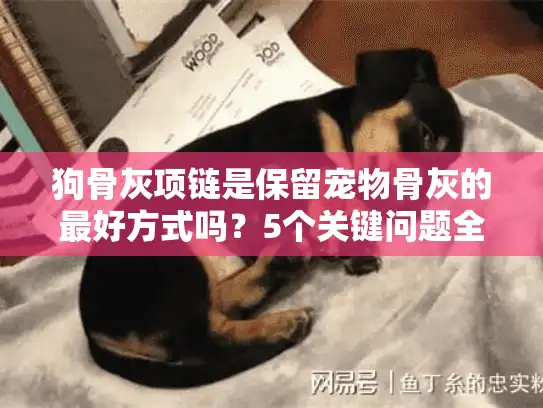 狗骨灰项链是保留宠物骨灰的最好方式吗？5个关键问题全面解析