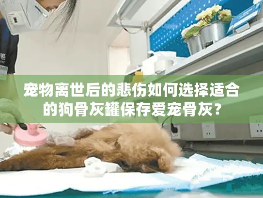 宠物离世后的悲伤如何选择适合的狗骨灰罐保存爱宠骨灰？