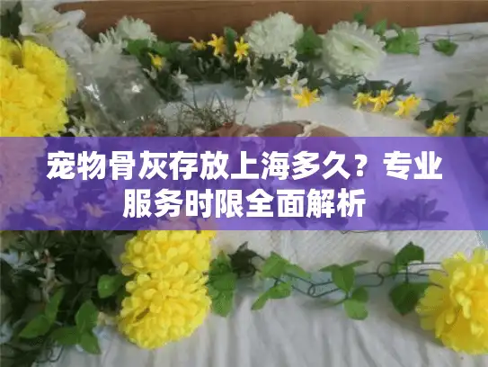 宠物骨灰存放上海多久？专业服务时限全面解析