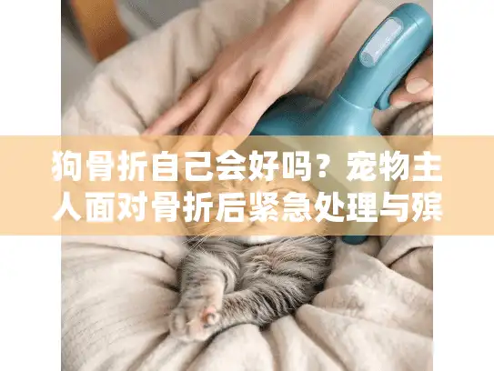 狗骨折自己会好吗？宠物主人面对骨折后紧急处理与殡葬服务指南