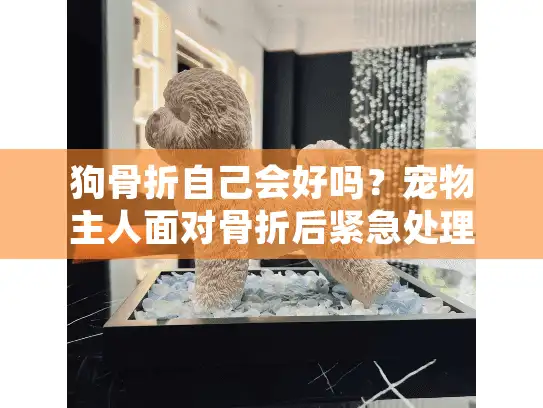 狗骨折自己会好吗？宠物主人面对骨折后紧急处理与殡葬服务指南