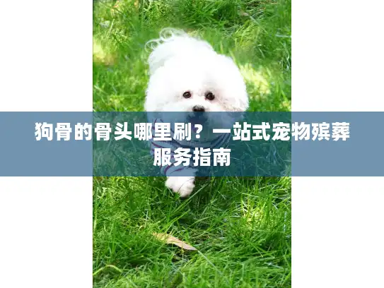 狗骨的骨头哪里刷？一站式宠物殡葬服务指南