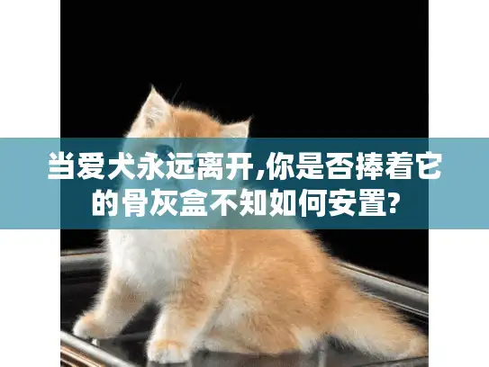 当爱犬永远离开,你是否捧着它的骨灰盒不知如何安置?