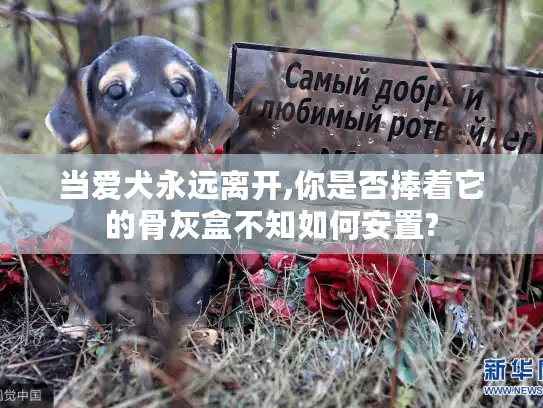 当爱犬永远离开,你是否捧着它的骨灰盒不知如何安置?