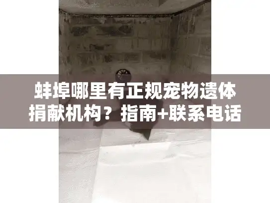 蚌埠哪里有正规宠物遗体捐献机构？指南+联系电话全公开