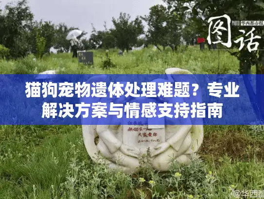 猫狗宠物遗体处理难题？专业解决方案与情感支持指南