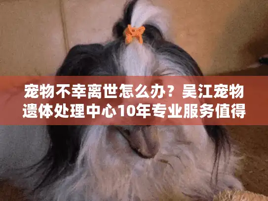 宠物不幸离世怎么办？吴江宠物遗体处理中心10年专业服务值得托付