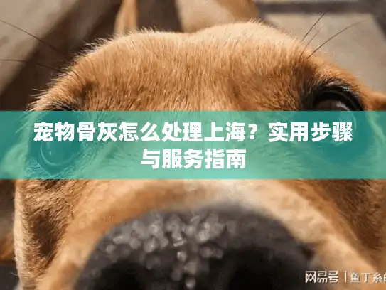 宠物骨灰怎么处理上海？实用步骤与服务指南