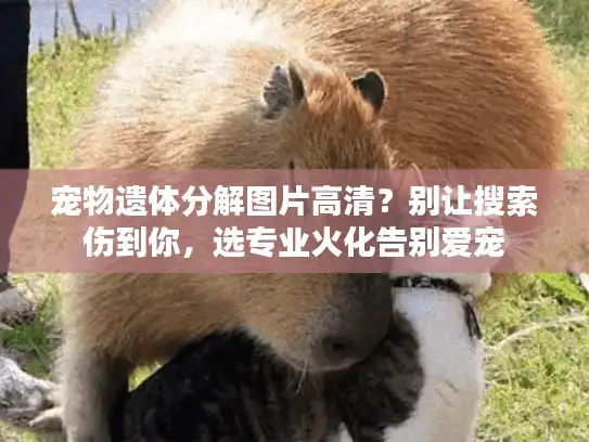 宠物遗体分解图片高清？别让搜索伤到你，选专业火化告别爱宠