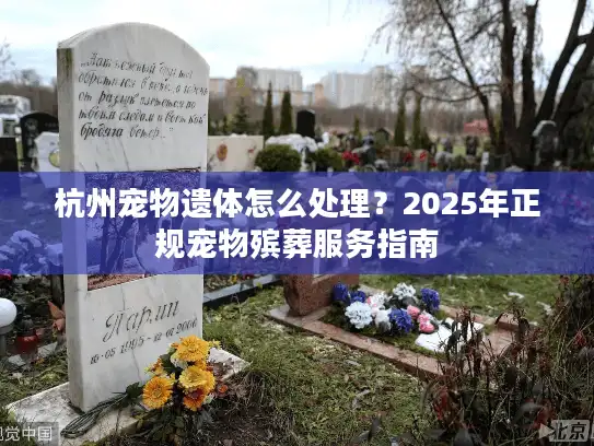 杭州宠物遗体怎么处理？2025年正规宠物殡葬服务指南