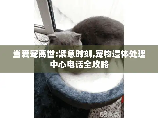 当爱宠离世:紧急时刻,宠物遗体处理中心电话全攻略