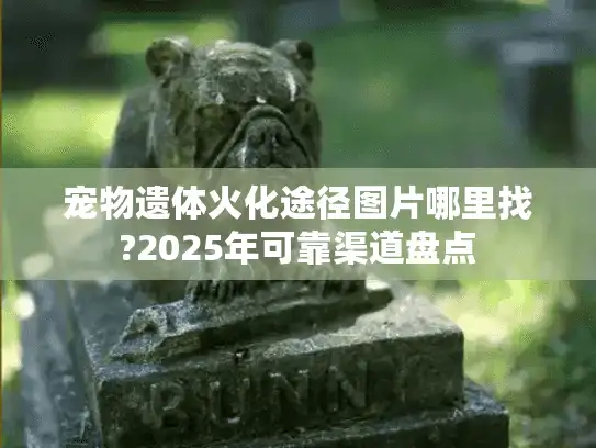 宠物遗体火化途径图片哪里找?2025年可靠渠道盘点