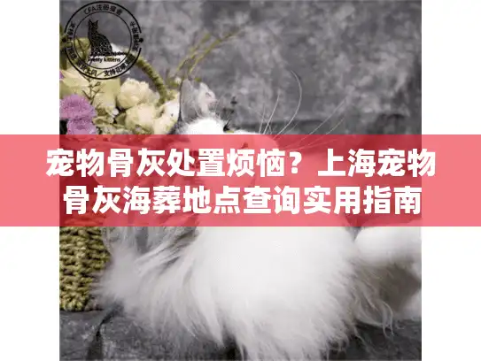 宠物骨灰处置烦恼？上海宠物骨灰海葬地点查询实用指南
