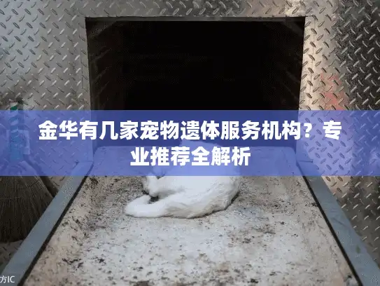 金华有几家宠物遗体服务机构？专业推荐全解析