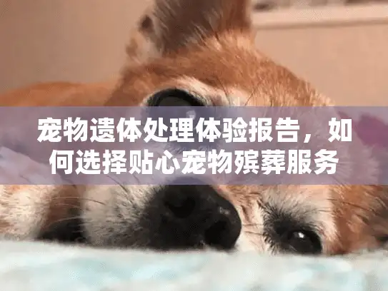 宠物遗体处理体验报告，如何选择贴心宠物殡葬服务？