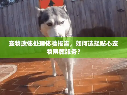 宠物遗体处理体验报告，如何选择贴心宠物殡葬服务？