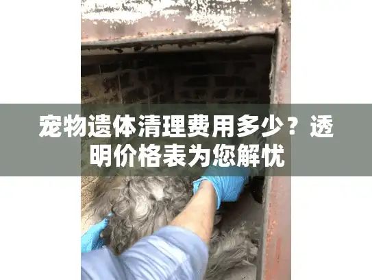 宠物遗体清理费用多少？透明价格表为您解忧